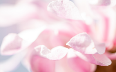 Spring Blooms